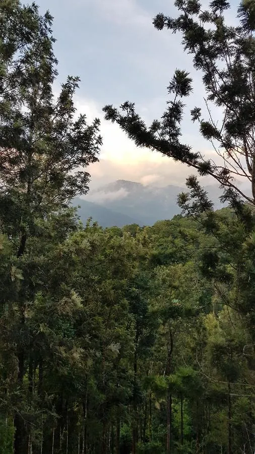 Hotel Jungle Jive Tree House Munnar Indie