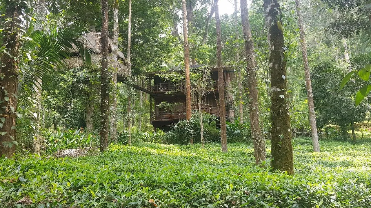 Hotel Jungle Jive Tree House Munnar Kemping