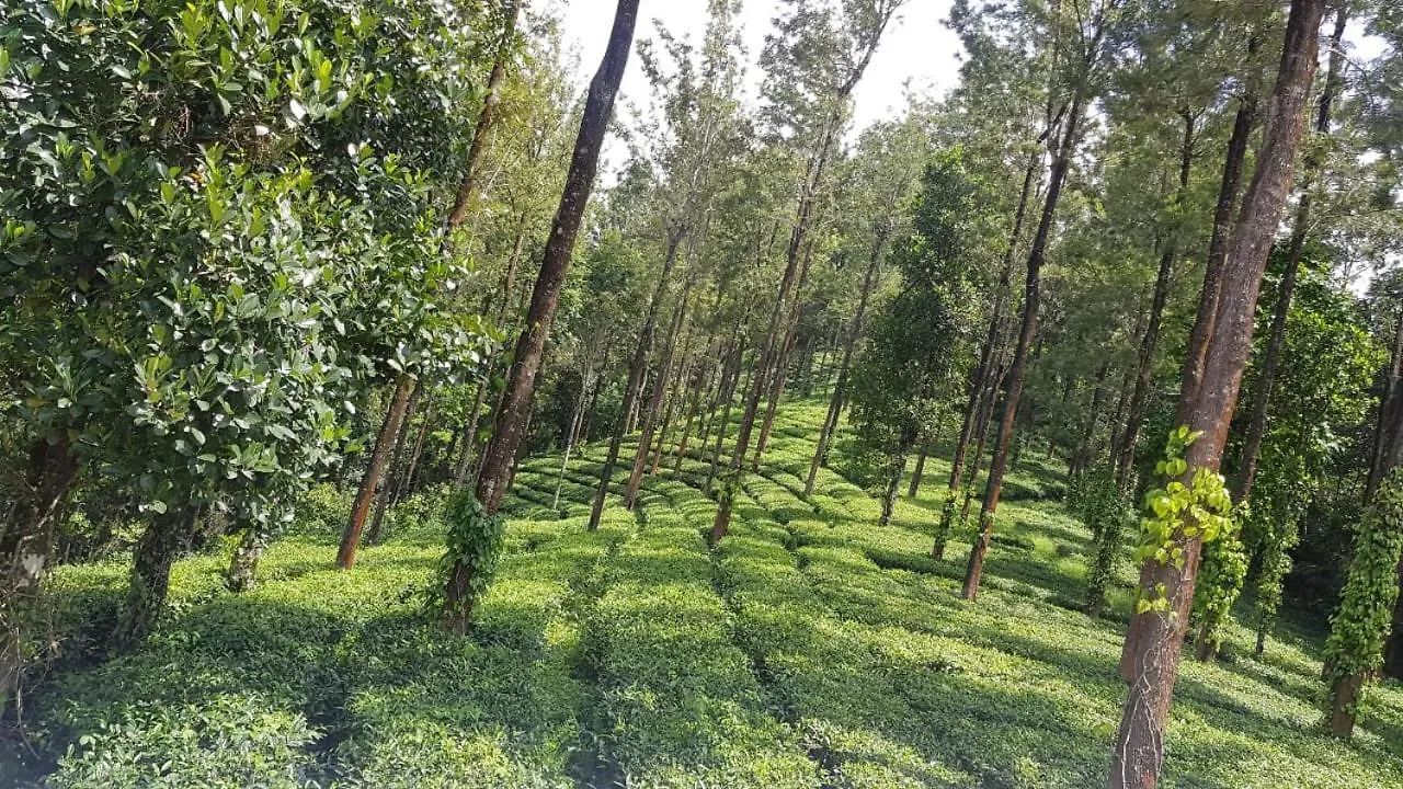 Kemping Hotel Jungle Jive Tree House Munnar
